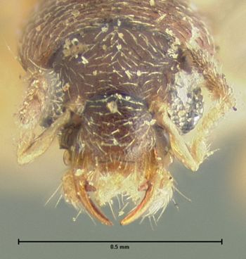 Media type: image;   Entomology 24061 Aspect: head frontal view